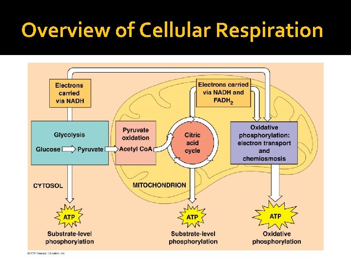 Overview of Cellular Respiration 
