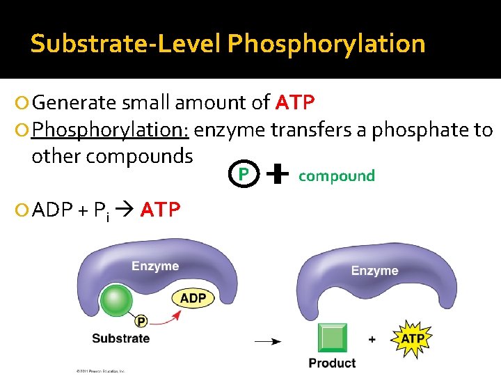 Substrate-Level Phosphorylation Generate small amount of ATP Phosphorylation: enzyme transfers a phosphate to other