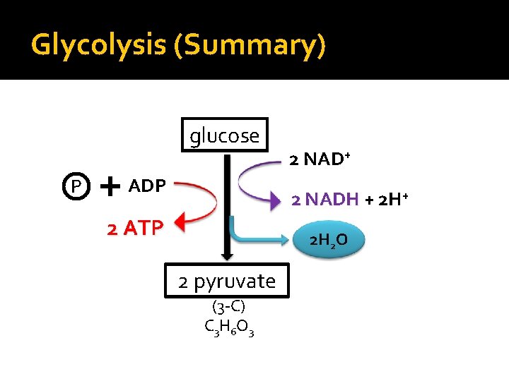 Glycolysis (Summary) glucose P ADP 2 NAD+ 2 NADH + 2 H+ 2 ATP
