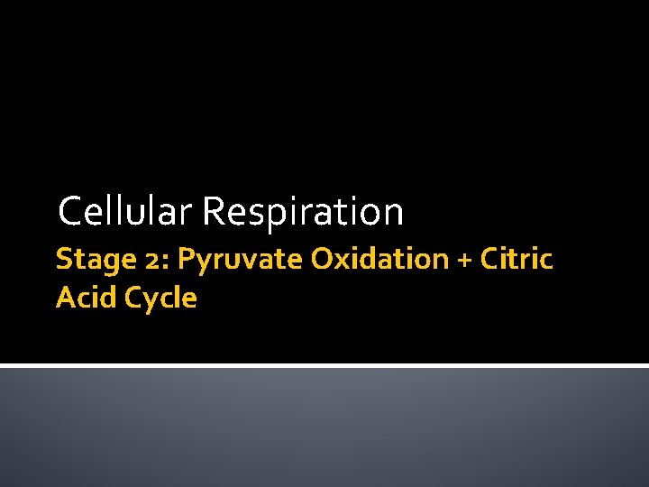 Cellular Respiration Stage 2: Pyruvate Oxidation + Citric Acid Cycle 