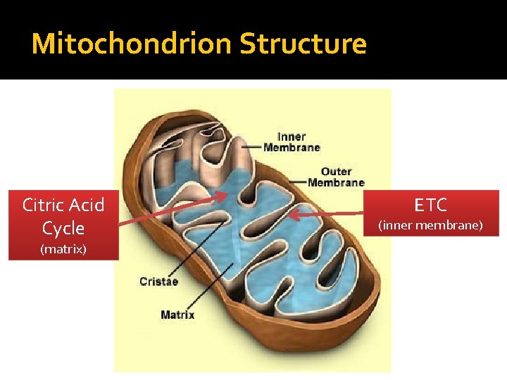 Mitochondrion Structure Citric Acid Cycle (matrix) ETC (inner membrane) 