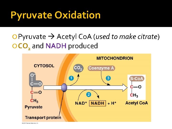 Pyruvate Oxidation Pyruvate Acetyl Co. A (used to make citrate) CO 2 and NADH