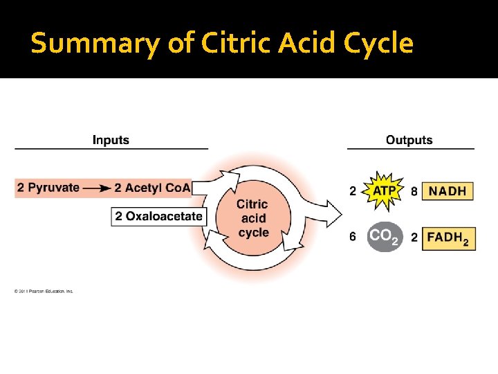 Summary of Citric Acid Cycle 