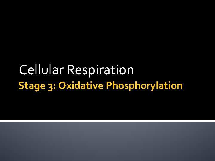Cellular Respiration Stage 3: Oxidative Phosphorylation 