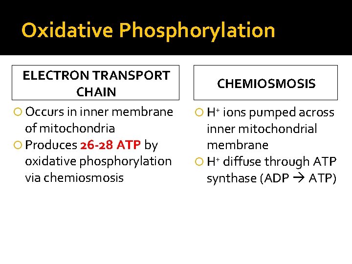 Oxidative Phosphorylation ELECTRON TRANSPORT CHAIN Occurs in inner membrane of mitochondria Produces 26 -28