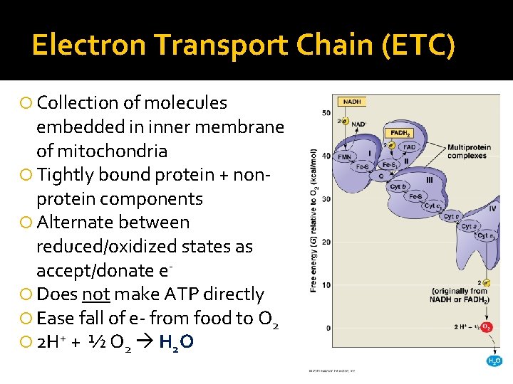 Electron Transport Chain (ETC) Collection of molecules embedded in inner membrane of mitochondria Tightly