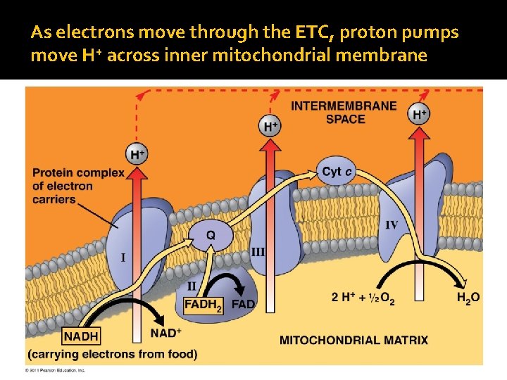 As electrons move through the ETC, proton pumps move H+ across inner mitochondrial membrane