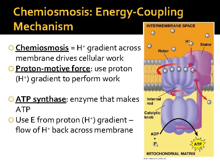 Chemiosmosis: Energy-Coupling Mechanism Chemiosmosis = H+ gradient across membrane drives cellular work Proton-motive force: