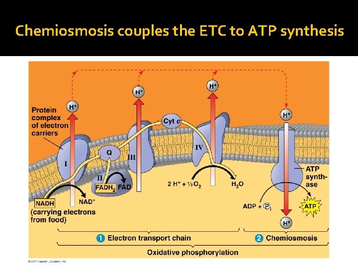 Chemiosmosis couples the ETC to ATP synthesis 