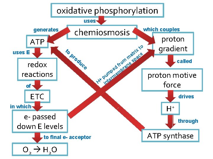 oxidative phosphorylation uses chemiosmosis generates ATP to uses E redox reactions pr od uc