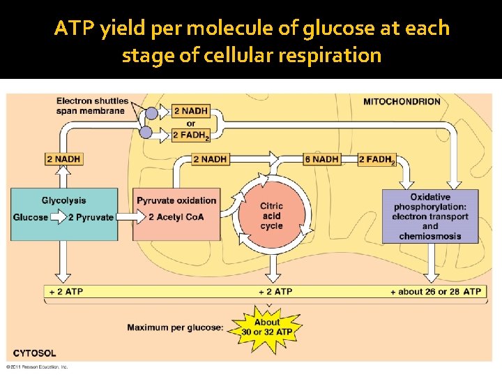 ATP yield per molecule of glucose at each stage of cellular respiration 