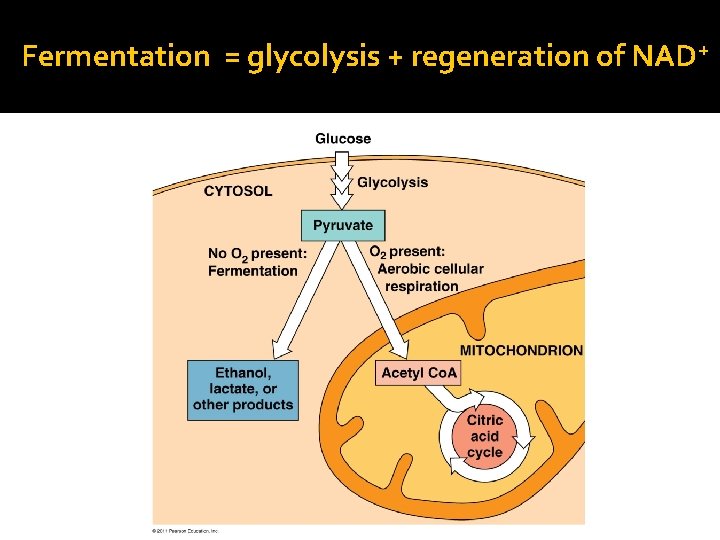 Fermentation = glycolysis + regeneration of NAD+ 