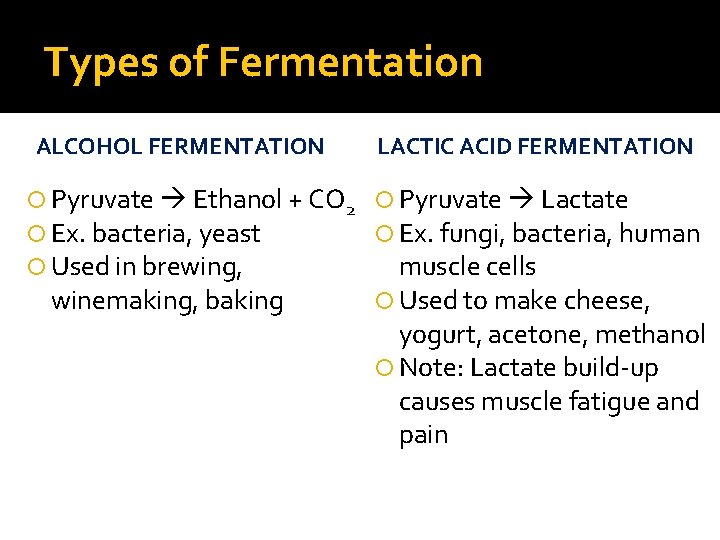 Types of Fermentation ALCOHOL FERMENTATION LACTIC ACID FERMENTATION Pyruvate Ethanol + CO 2 Pyruvate