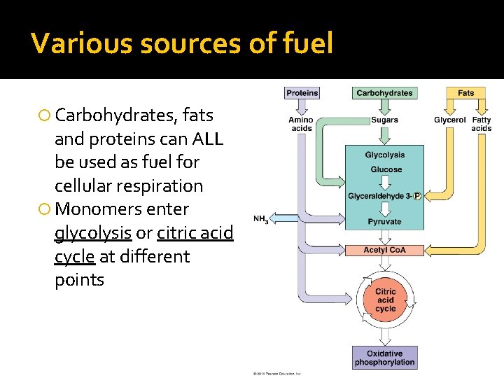 Various sources of fuel Carbohydrates, fats and proteins can ALL be used as fuel