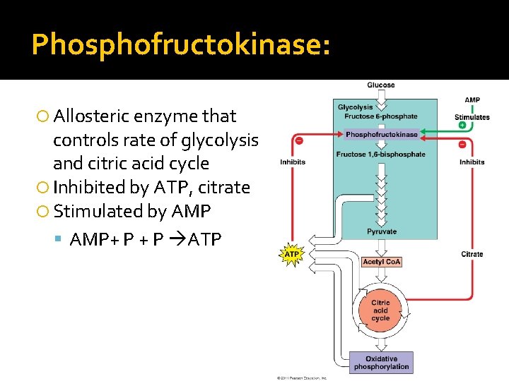 Phosphofructokinase: Allosteric enzyme that controls rate of glycolysis and citric acid cycle Inhibited by