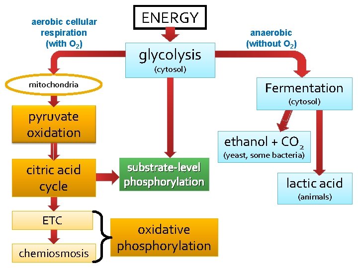aerobic cellular respiration (with O 2) ENERGY glycolysis anaerobic (without O 2) (cytosol) Fermentation
