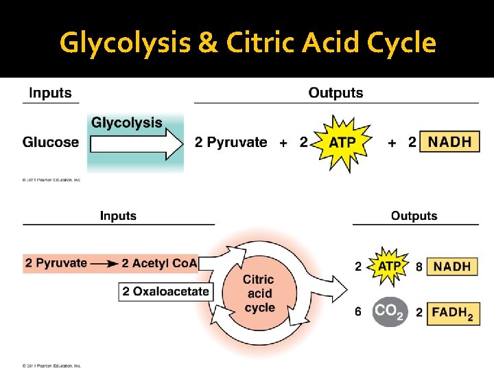 Glycolysis & Citric Acid Cycle 