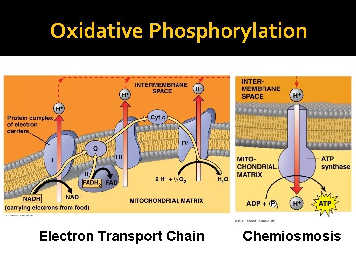 Oxidative Phosphorylation Electron Transport Chain Chemiosmosis 