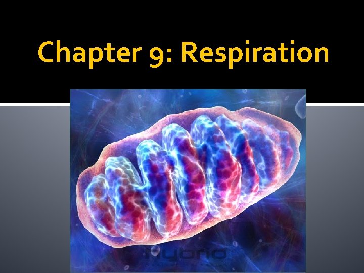 Chapter 9: Respiration 