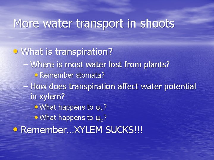 More water transport in shoots • What is transpiration? – Where is most water