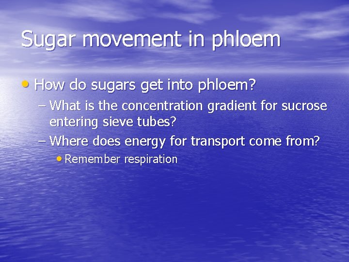 Sugar movement in phloem • How do sugars get into phloem? – What is