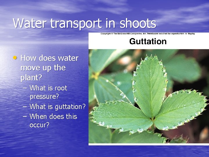 Water transport in shoots • How does water move up the plant? – What