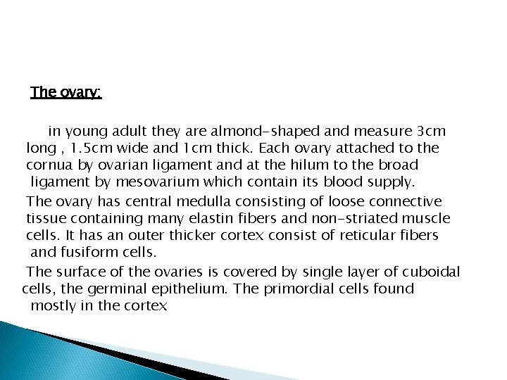 The ovary: in young adult they are almond-shaped and measure 3 cm long ,