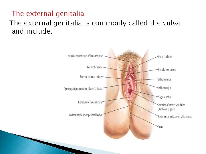 The external genitalia is commonly called the vulva and include: 