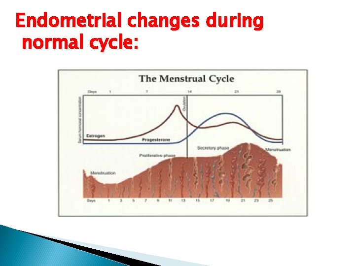 Endometrial changes during normal cycle: 