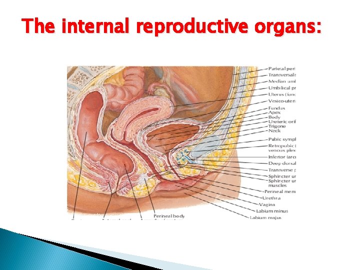 The internal reproductive organs: 