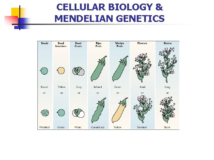 CELLULAR BIOLOGY & MENDELIAN GENETICS 