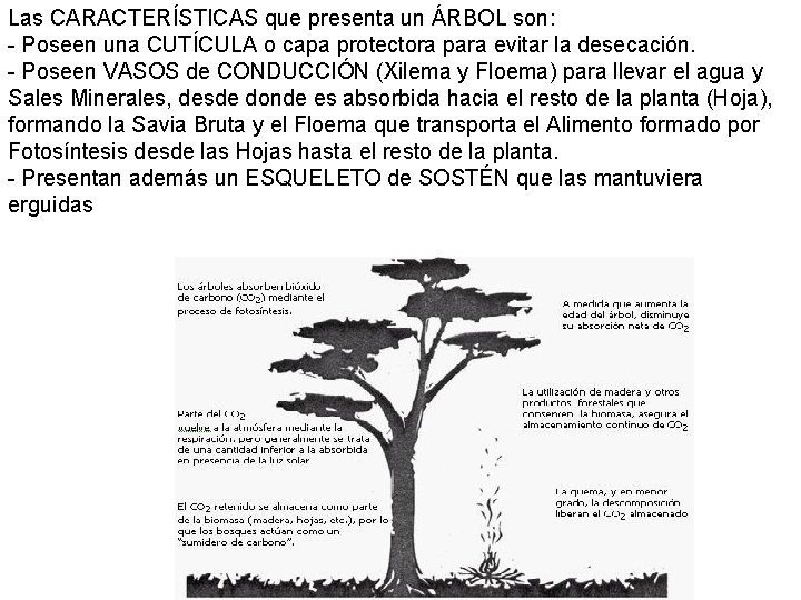 Las CARACTERÍSTICAS que presenta un ÁRBOL son: - Poseen una CUTÍCULA o capa protectora Las CARACTERÍSTICAS que presenta un ÁRBOL son: - Poseen una CUTÍCULA o capa protectora