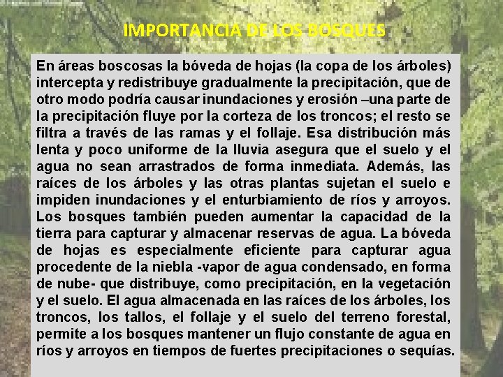 IMPORTANCIA DE LOS BOSQUES En áreas boscosas la bóveda de hojas (la copa de