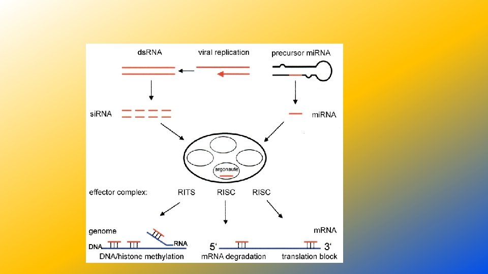 Migs Rna Lecture 17 mi RNAs in Plants Animals BIOL