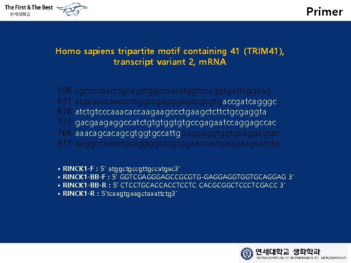 Primer Homo sapiens tripartite motif containing 41 (TRIM 41), transcript variant 2, m. RNA