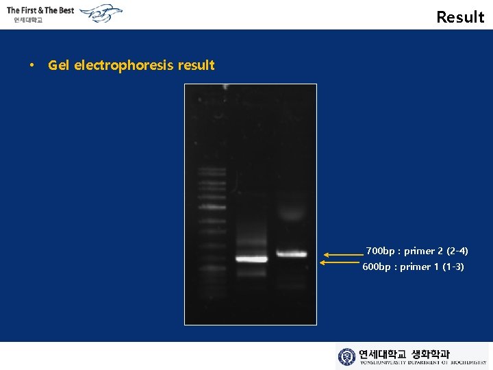 Result • Gel electrophoresis result 700 bp : primer 2 (2 -4) 600 bp