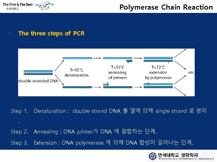 Polymerase Chain Reaction • The three steps of PCR Step 1. Denaturation : double