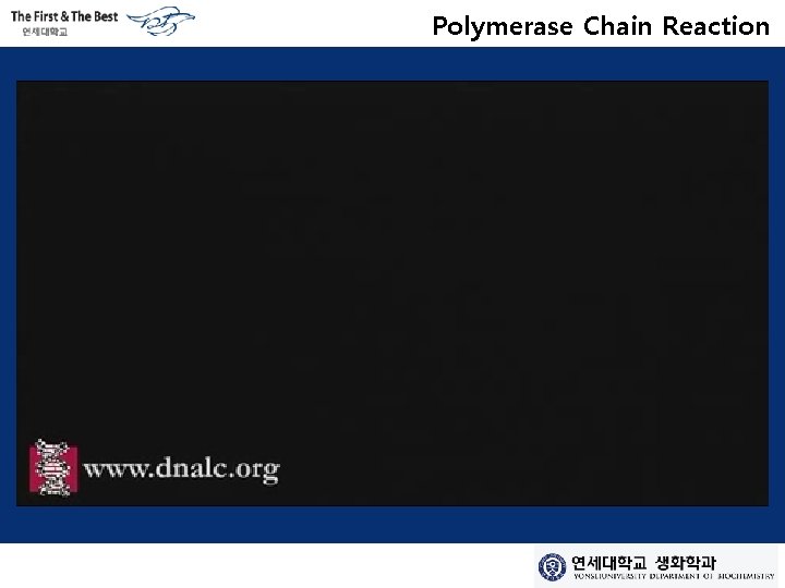 Polymerase Chain Reaction 