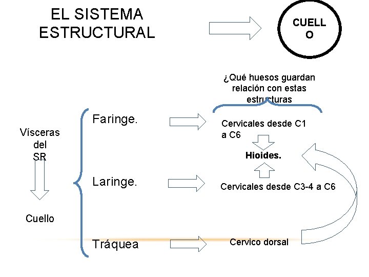EL SISTEMA ESTRUCTURAL CUELL O ¿Qué huesos guardan relación con estas estructuras Faringe. Vísceras