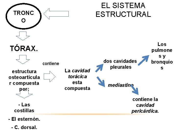 EL SISTEMA ESTRUCTURAL TRONC O TÓRAX. contiene estructura osteoarticula r compuesta por: - Las