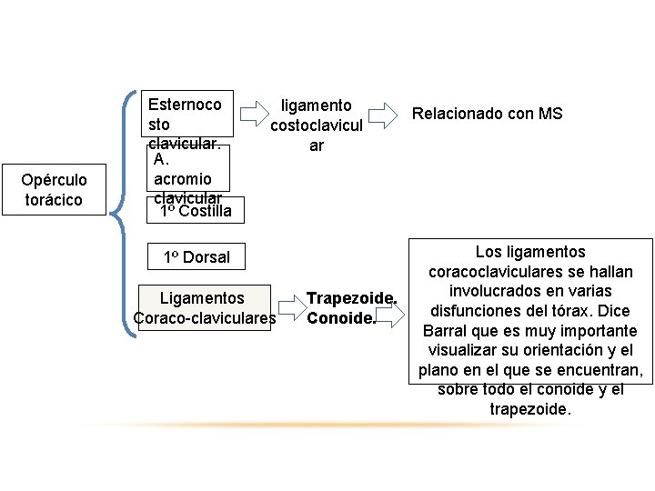 Opérculo torácico Esternoco sto clavicular. A. acromio clavicular 1º Costilla ligamento costoclavicul ar 1º