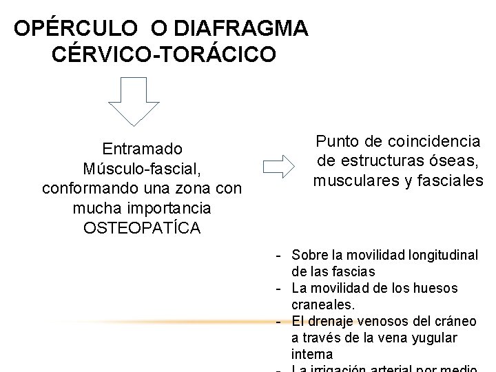 OPÉRCULO O DIAFRAGMA CÉRVICO-TORÁCICO Entramado Músculo fascial, conformando una zona con mucha importancia OSTEOPATÍCA