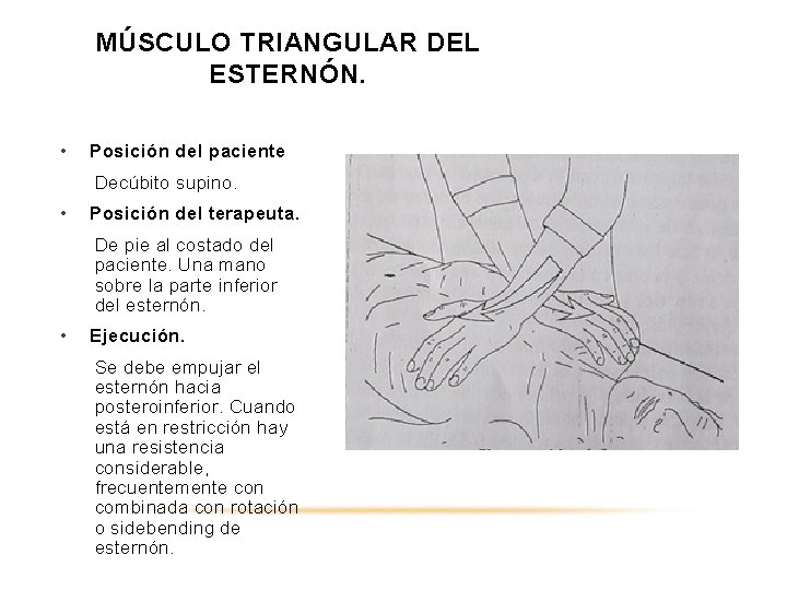 MÚSCULO TRIANGULAR DEL ESTERNÓN. • Posición del paciente Decúbito supino. • Posición del terapeuta.