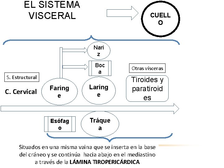 EL SISTEMA VISCERAL CUELL O De posterior hacia anterior Nari z Boc a Otras