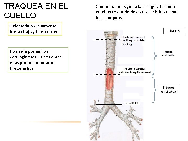 TRÁQUEA EN EL CUELLO Orientada oblicuamente hacia abajo y hacia atrás. Formada por anillos