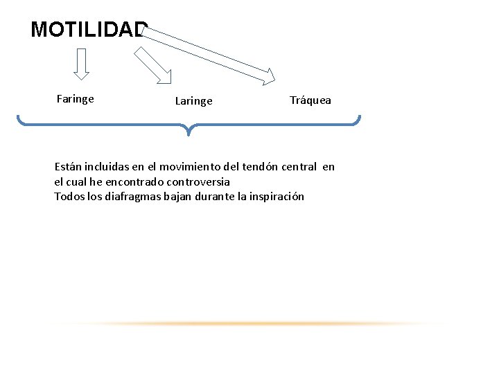 MOTILIDAD Faringe Laringe Tráquea Están incluidas en el movimiento del tendón central en el