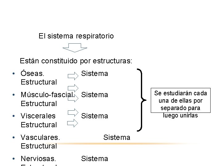 El sistema respiratorio Están constituido por estructuras: • Óseas. Estructural Sistema • Músculo fascial.