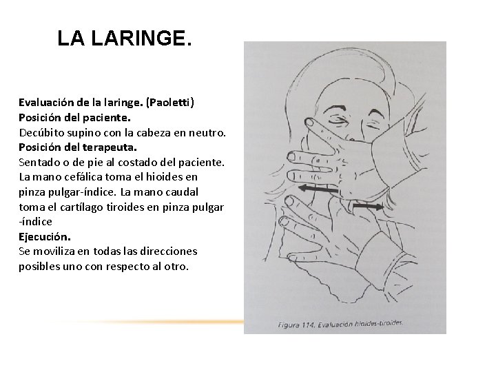 LA LARINGE. Evaluación de la laringe. (Paoletti) Posición del paciente. Decúbito supino con la