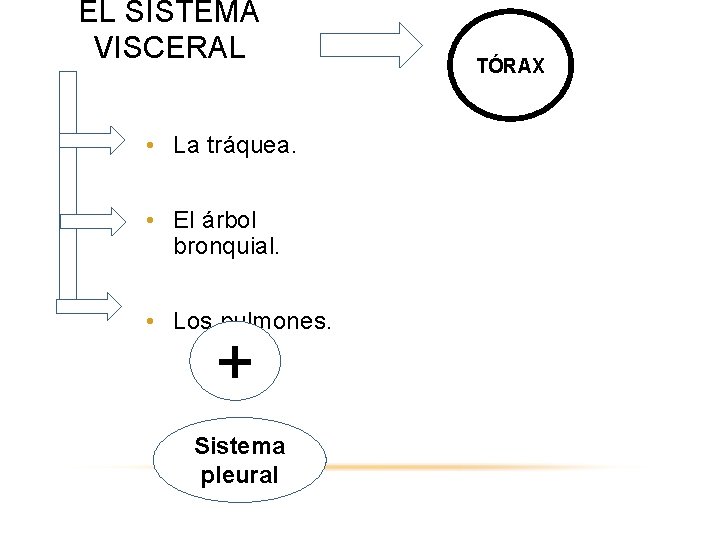 EL SISTEMA VISCERAL • La tráquea. • El árbol bronquial. • Los pulmones. +