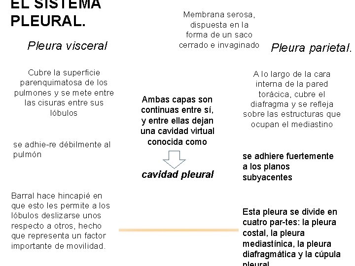 EL SISTEMA PLEURAL. Pleura visceral Cubre la superficie parenquimatosa de los pulmones y se